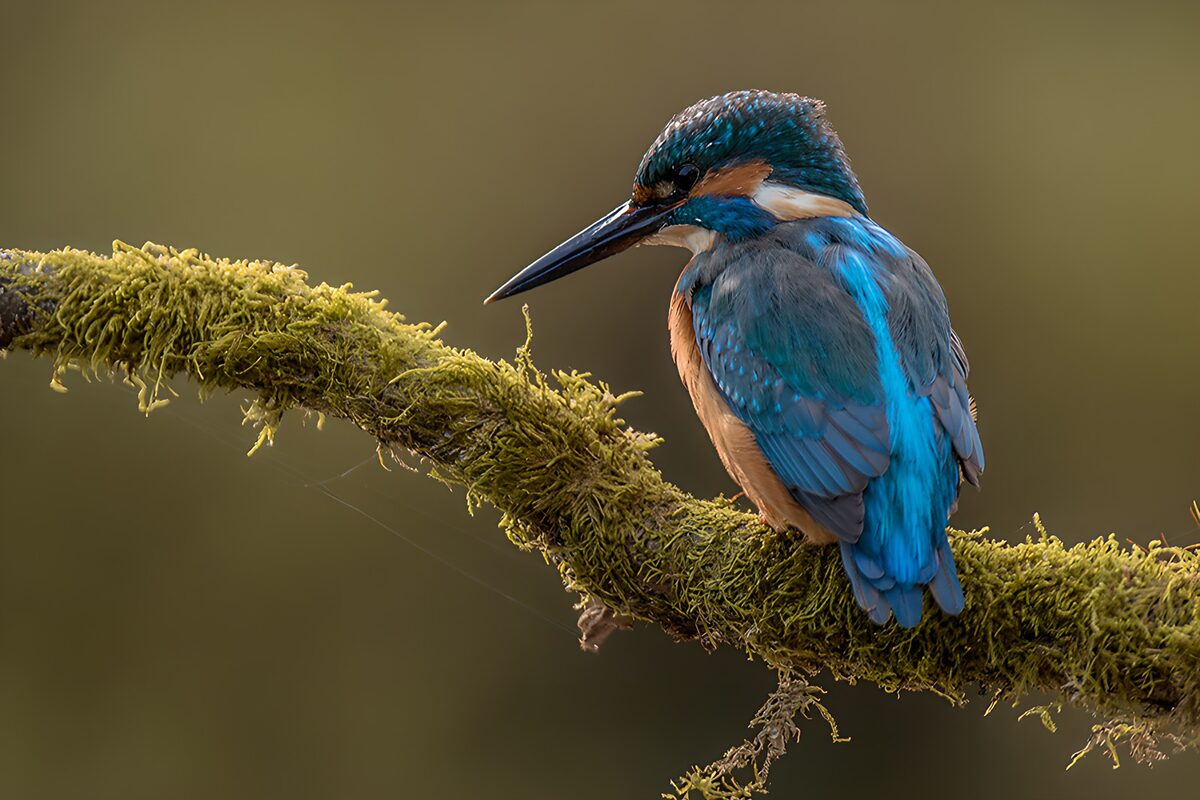 A kingfisher’s blue in a world of moss