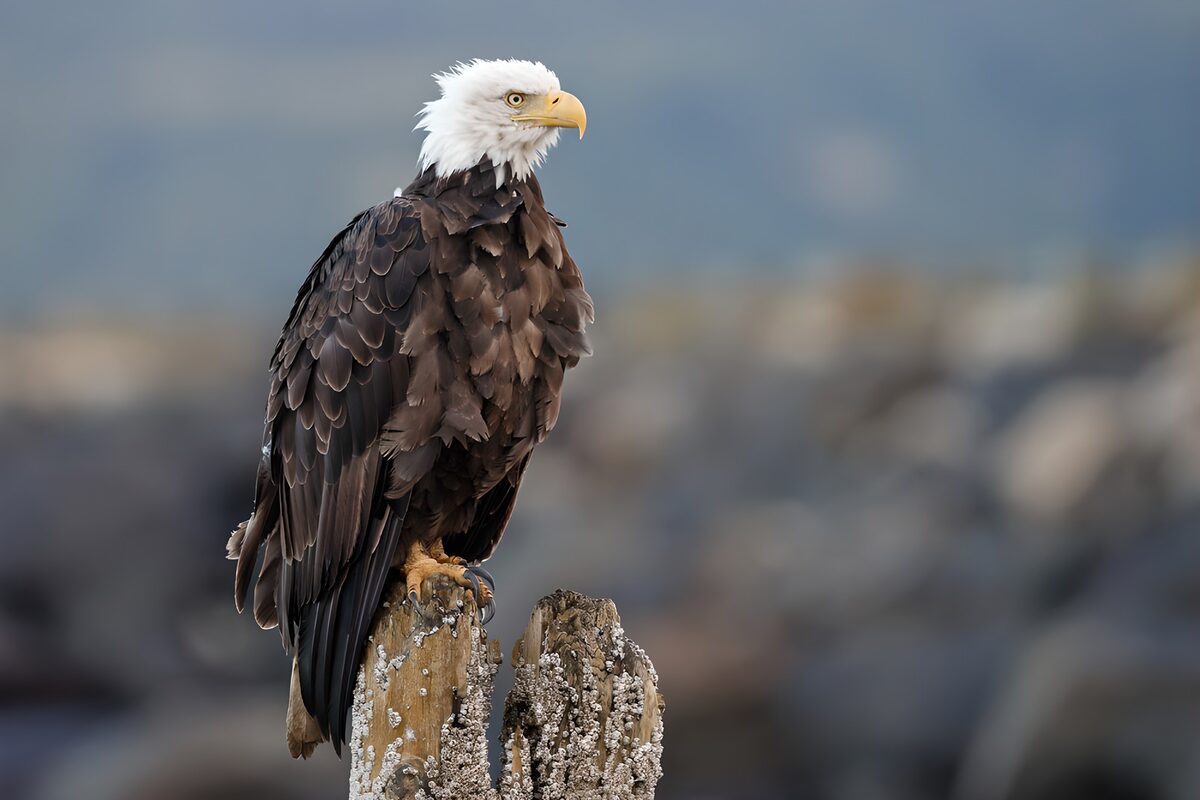 Bald eagle on a weathered stump