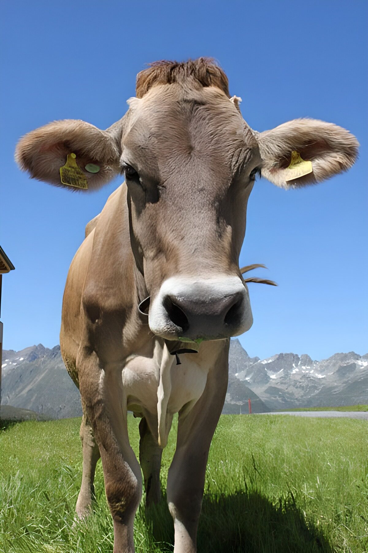 Brown cow up close in a sunny mountain meadow