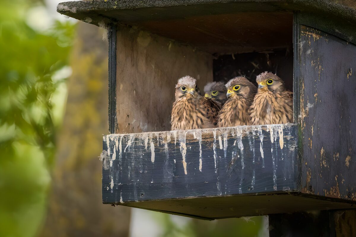 Four kestrel chicks in a weathered nest box