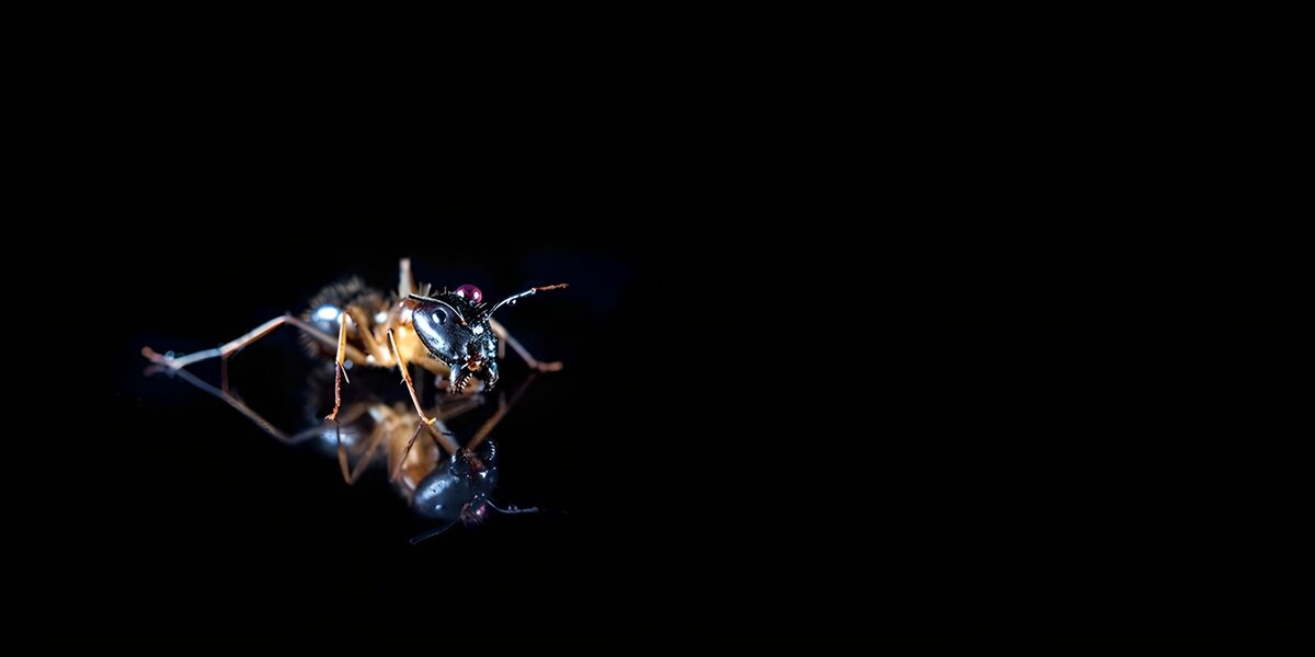 Ant reflected on glossy black