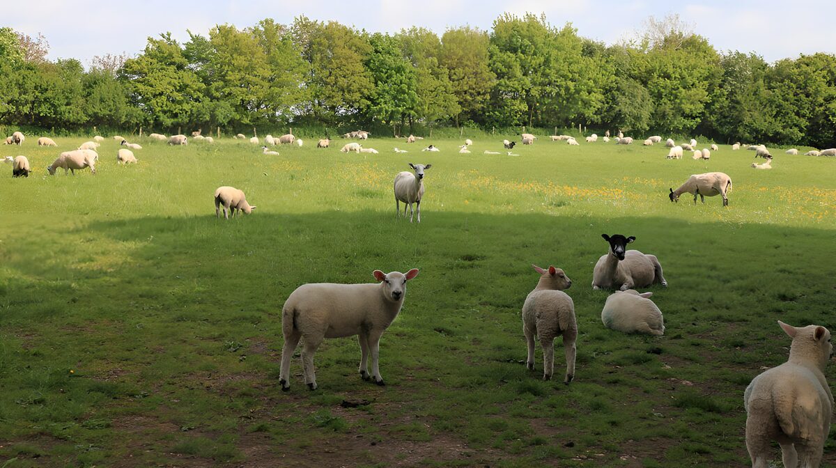 Sheep at rest in a sunlit meadow