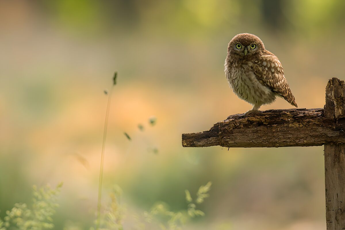 Little owl on a weathered wooden perch