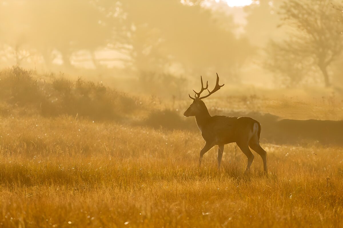 Stag walking through golden grass