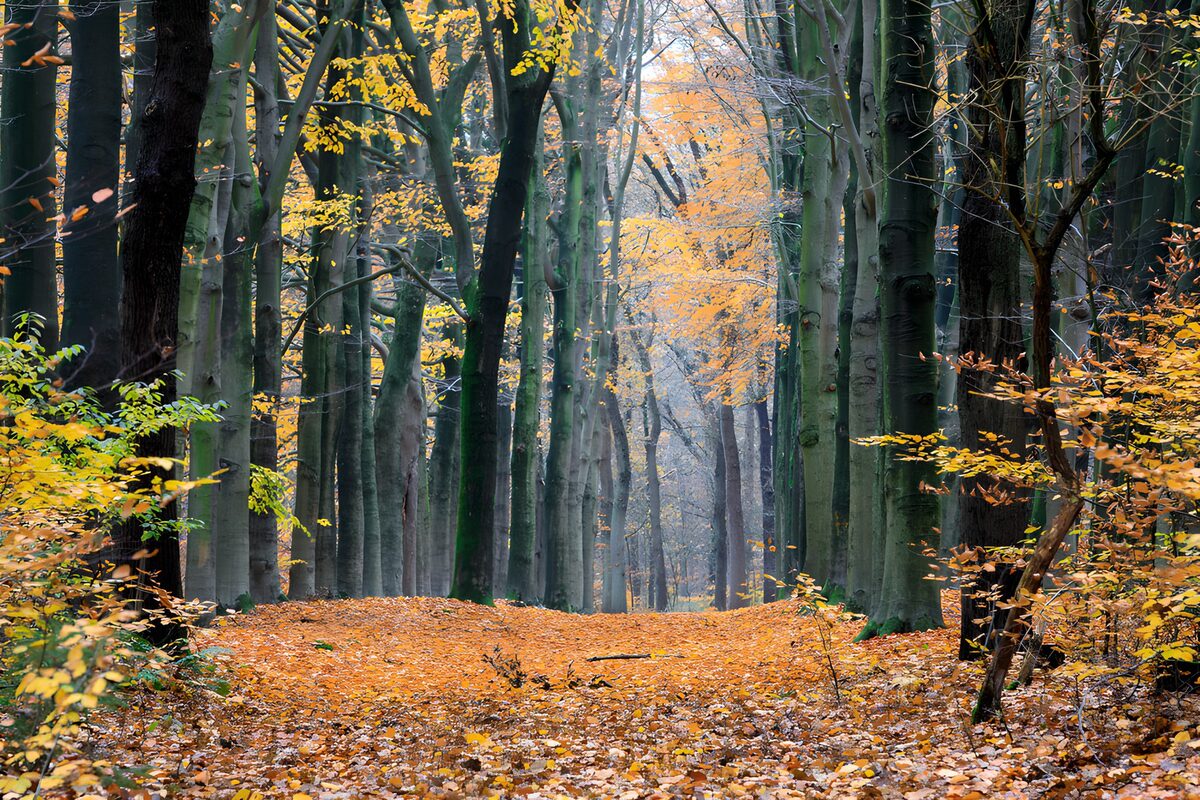 An autumn avenue fading into hush