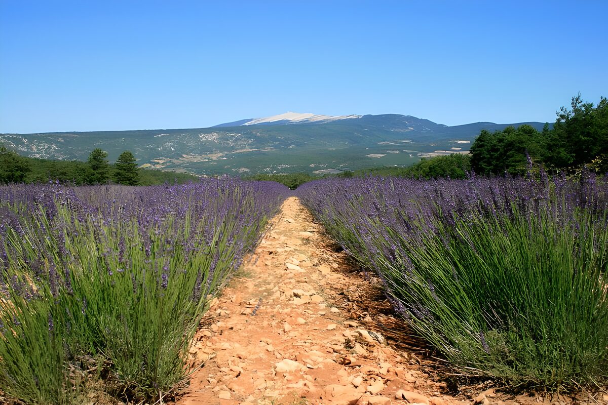 Lavender rows beneath a sunlit mountain