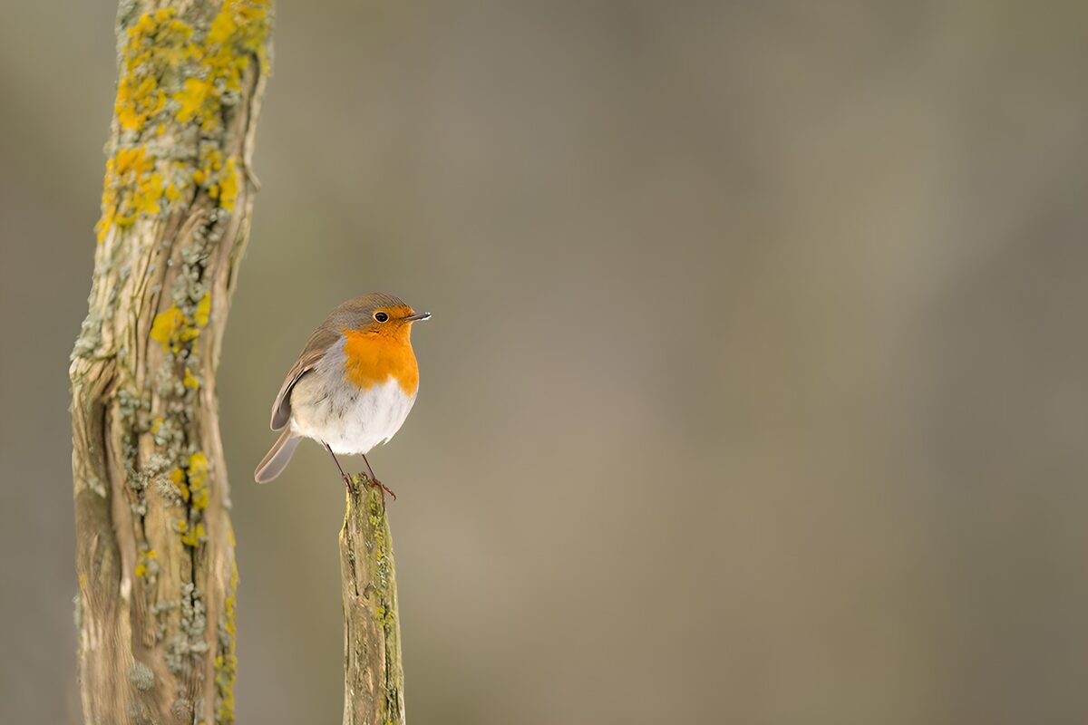 Watchful robin on a broken branch