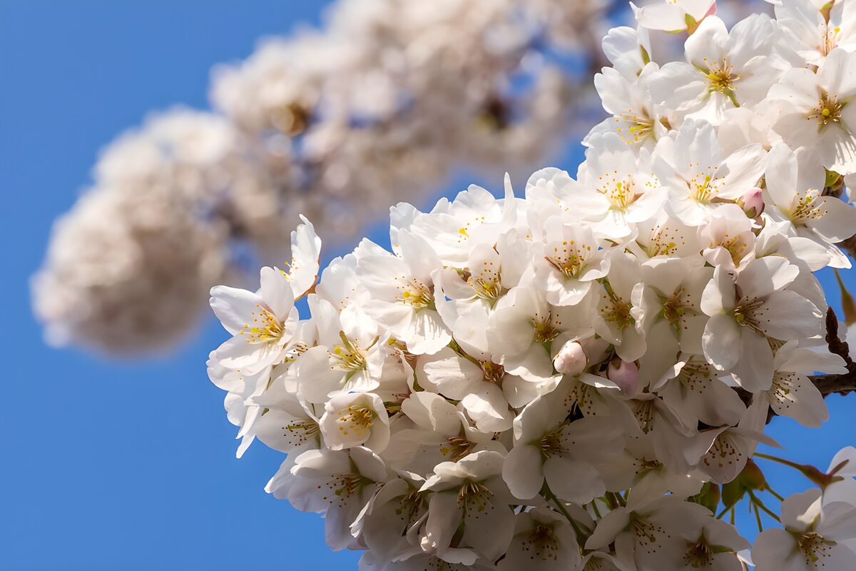 Sunlit white blossom against a blue sky