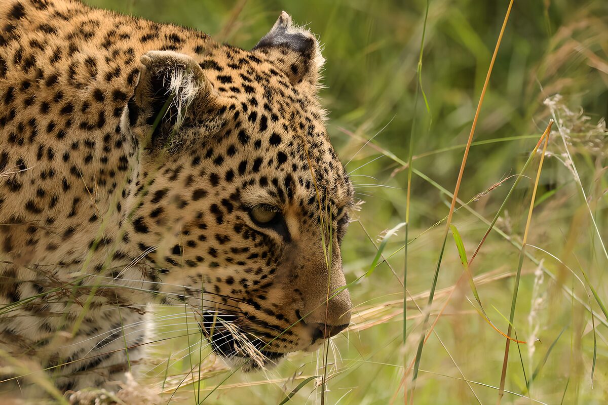 Watchful leopard in tall grass