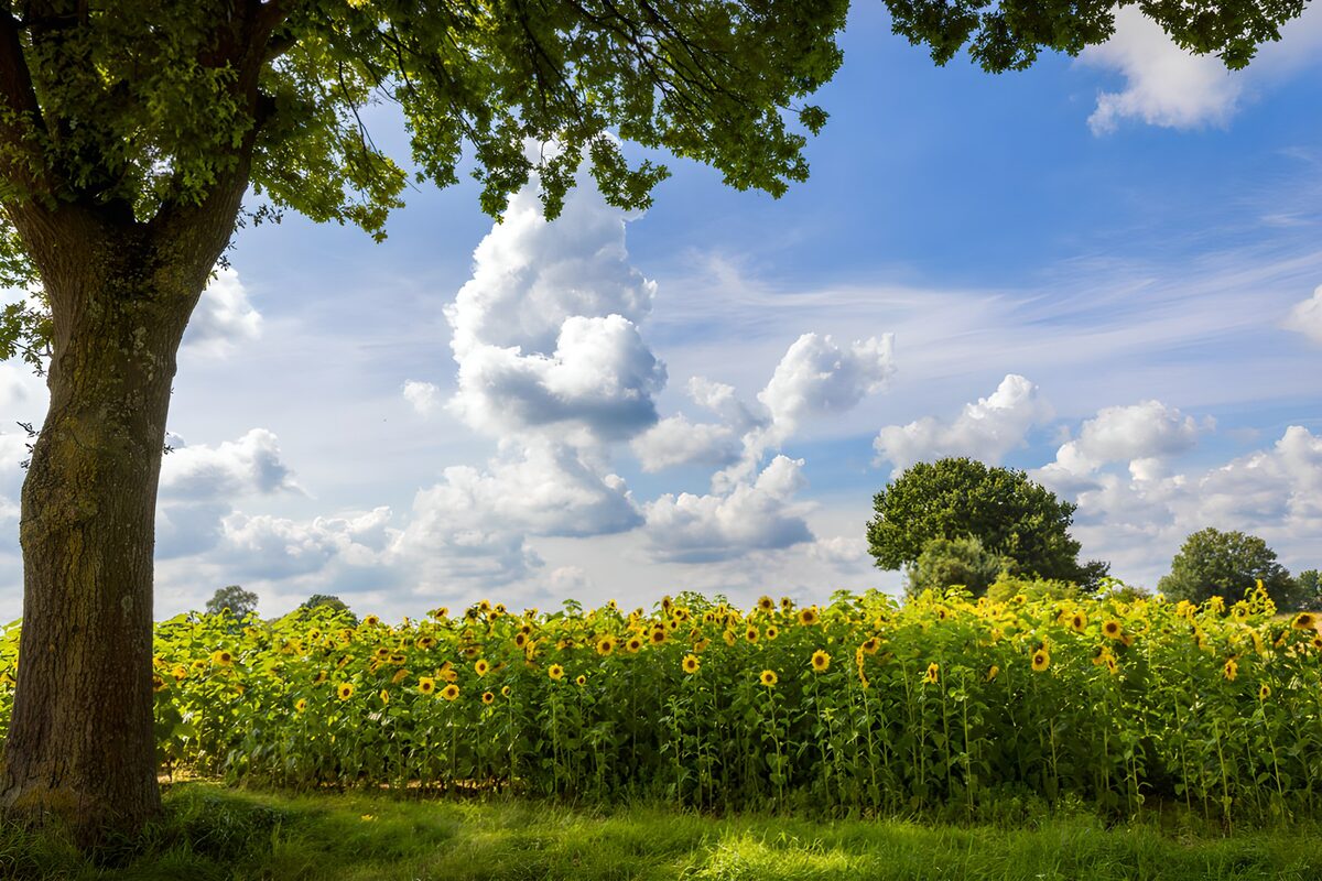 Sunflowers where shade gives way to summer