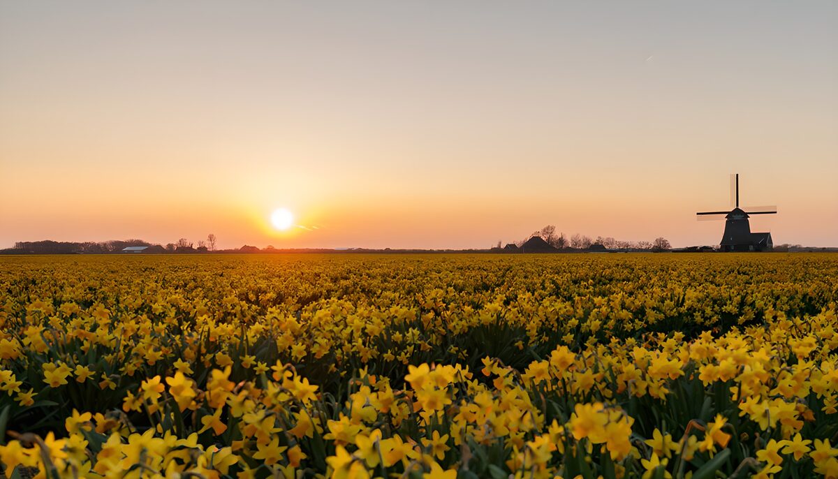 Daffodils and a windmill at sunset