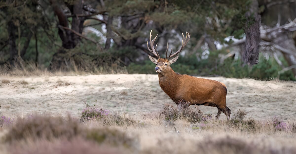 Red deer stag on quiet heathland