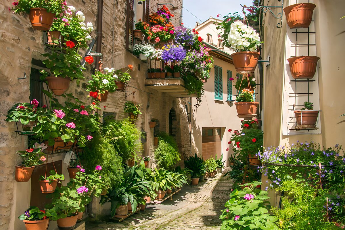 Sunlit lane lined with flowerpots
