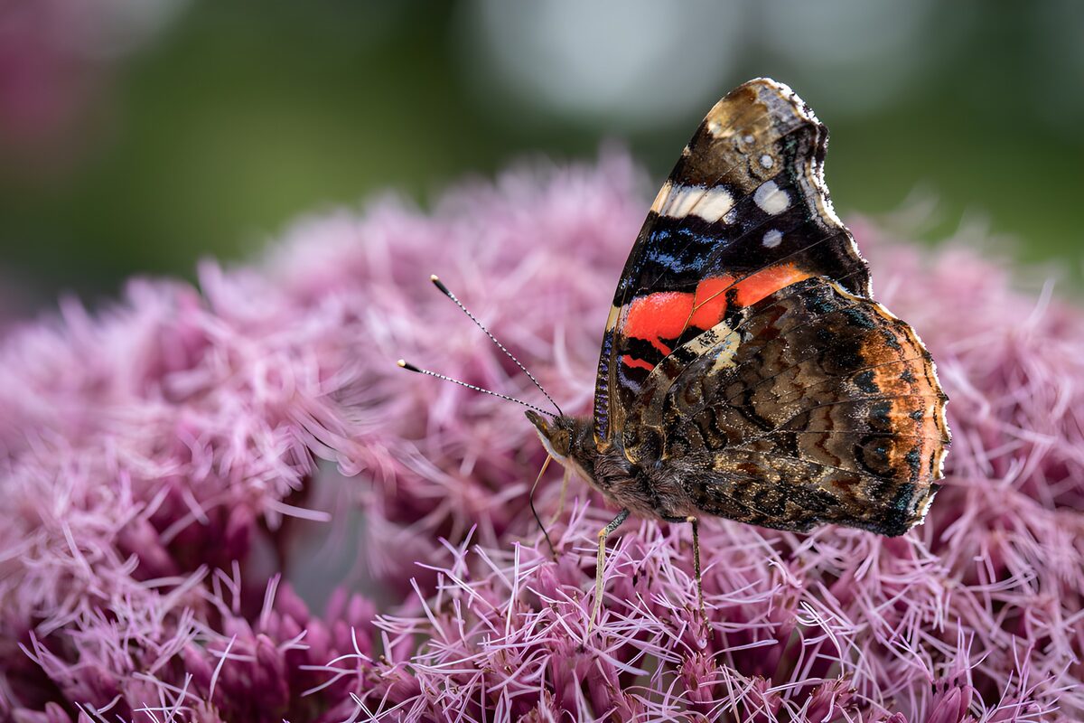 Butterfly at rest on pink and lilac blooms