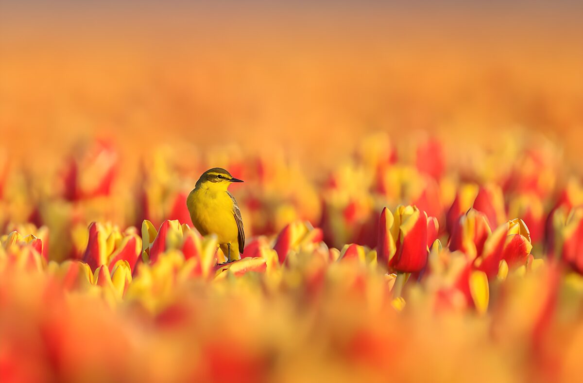 Yellow bird among sunlit tulips