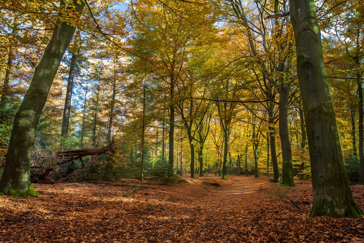 Sunlit autumn woodland path