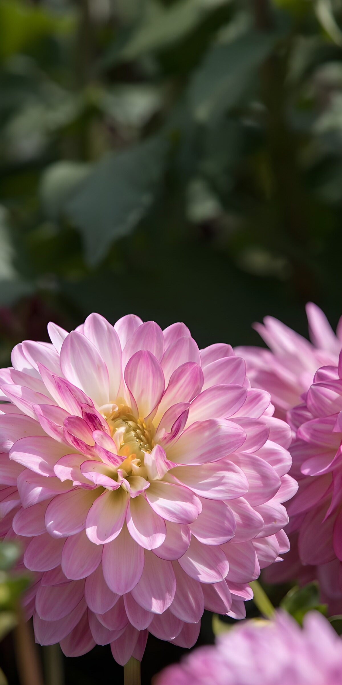 Pink dahlia in the sunlight