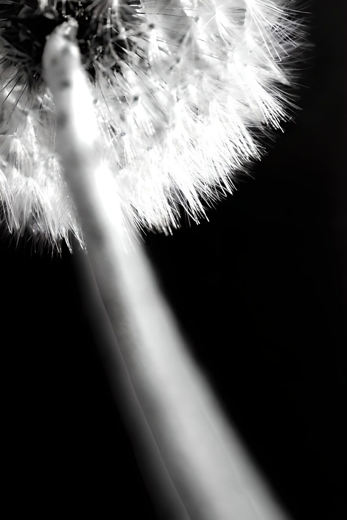 Seed fluff in black and white
