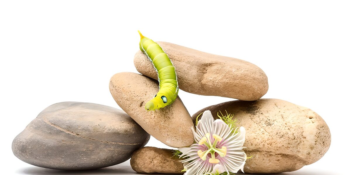 Green caterpillar, stones and passionflower