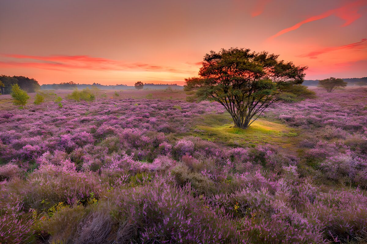 Purple heath beneath a pink sky