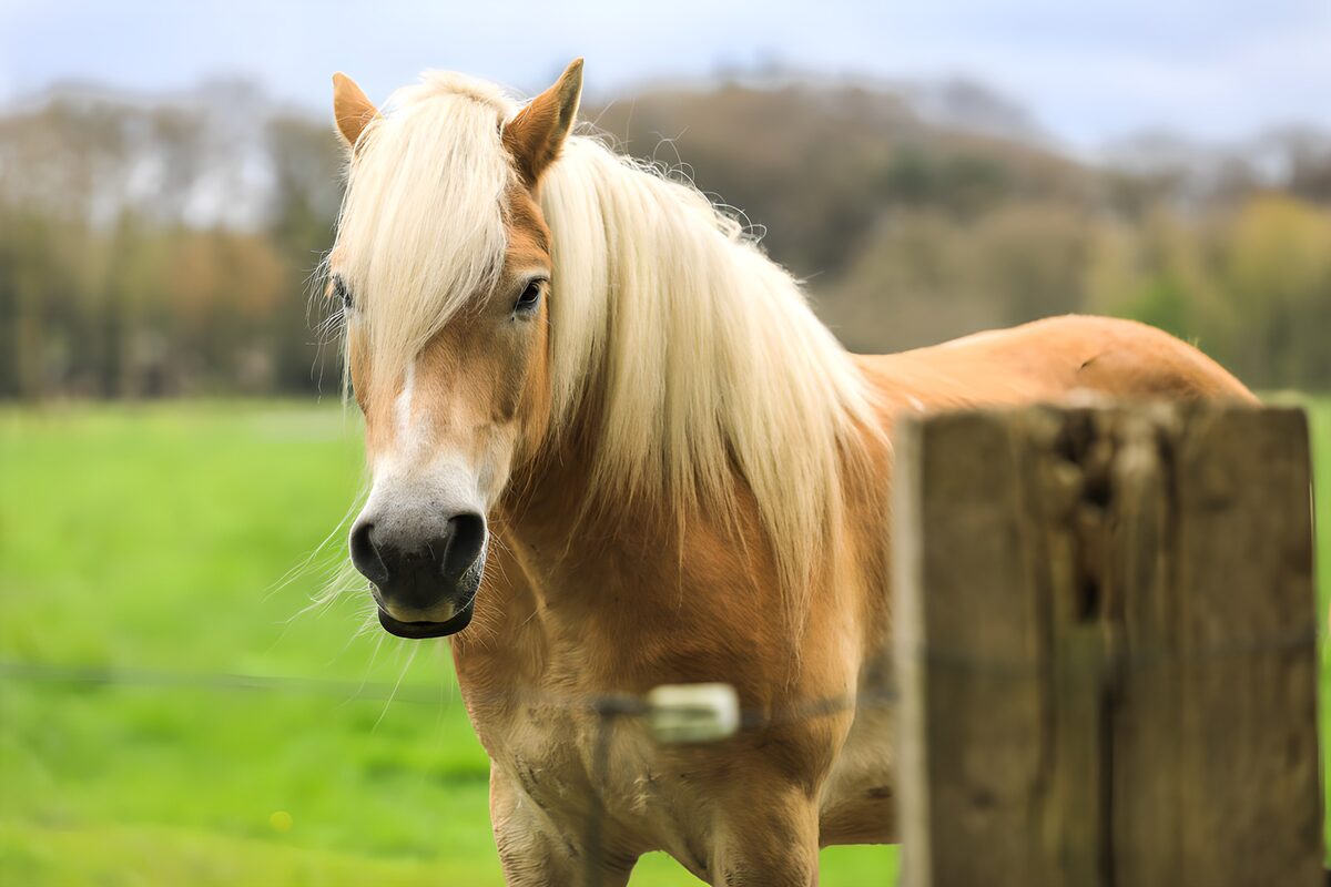 Golden-brown horse by a weathered fence