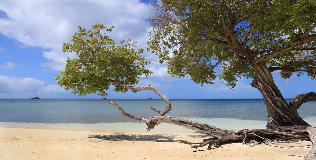 Coastal tree shading a golden beach