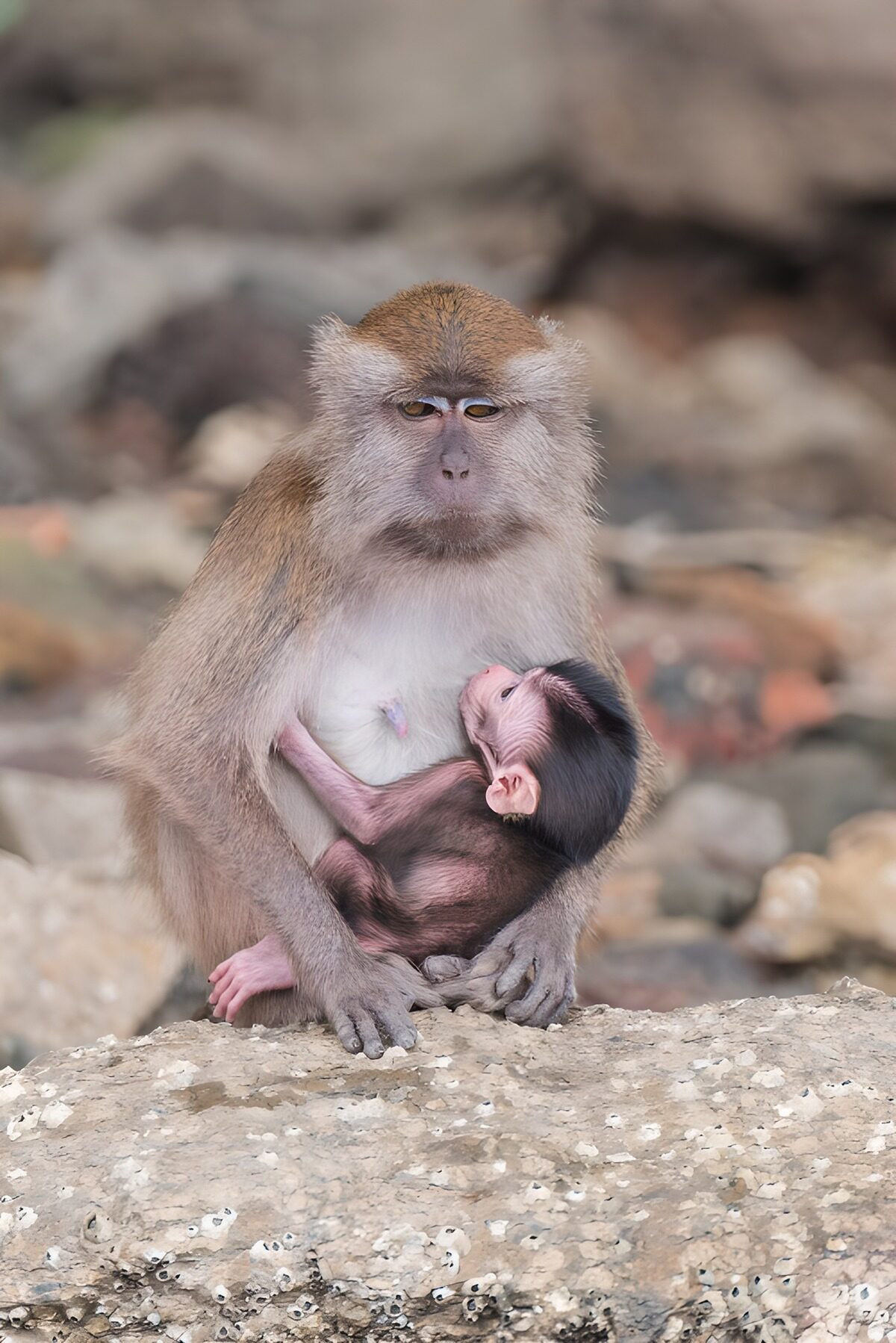 Macaque mother cradling her tiny baby