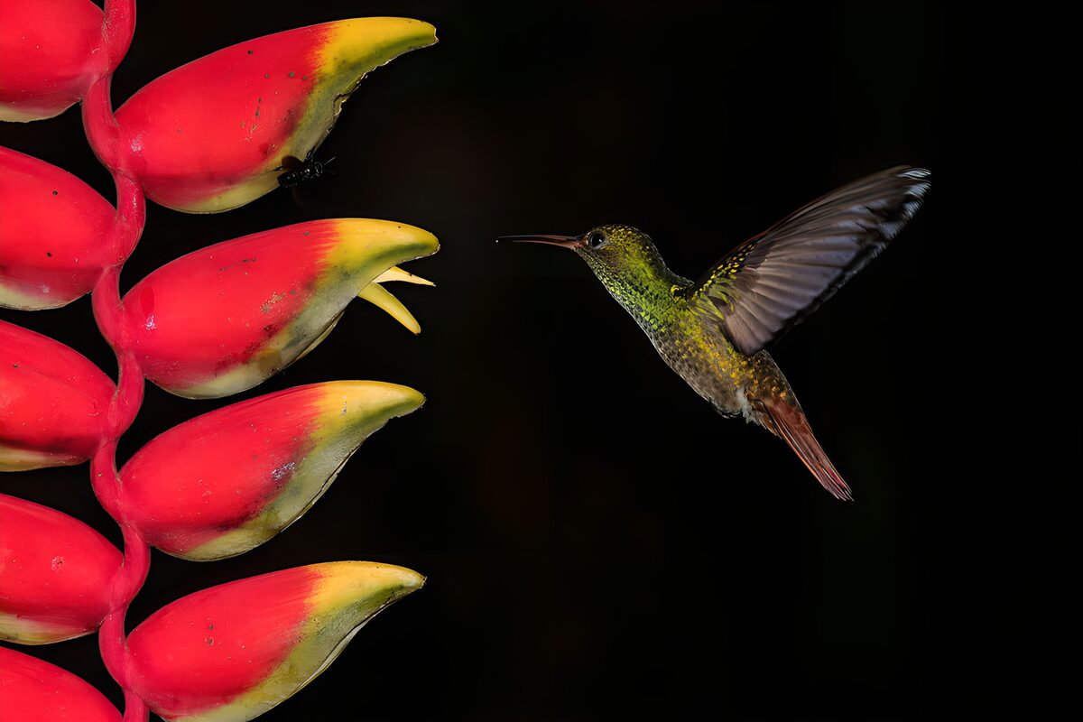 Hummingbird hovering by red heliconia