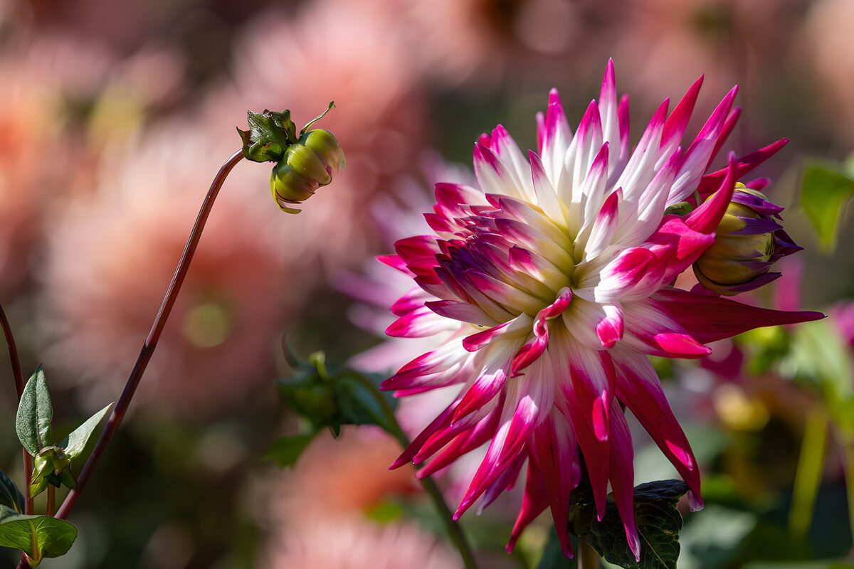 Pink-and-white dahlia in the sunshine
