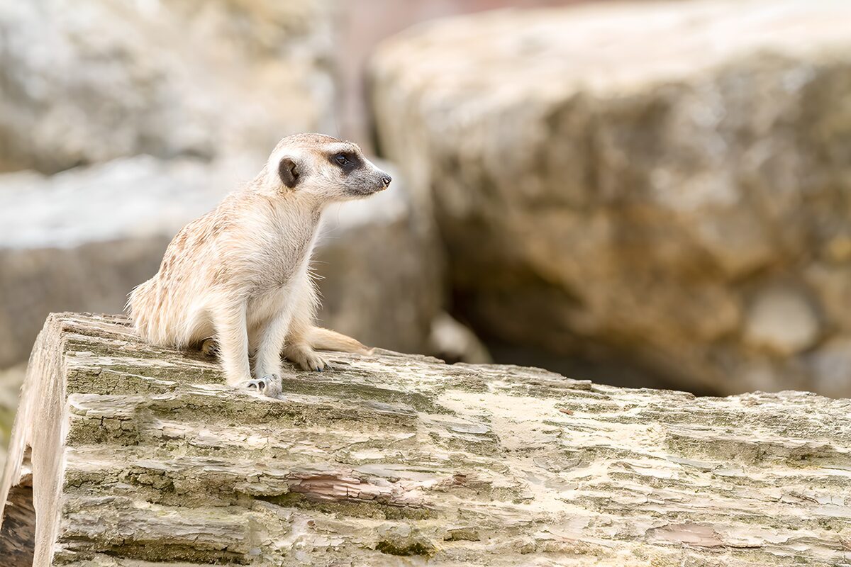 Meerkat on a weathered log