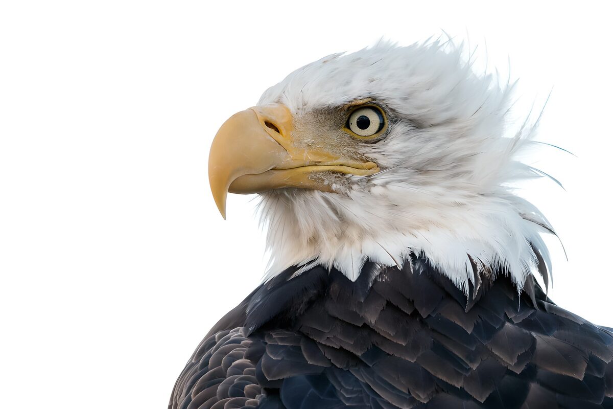 Bald eagle portrait with a piercing gaze