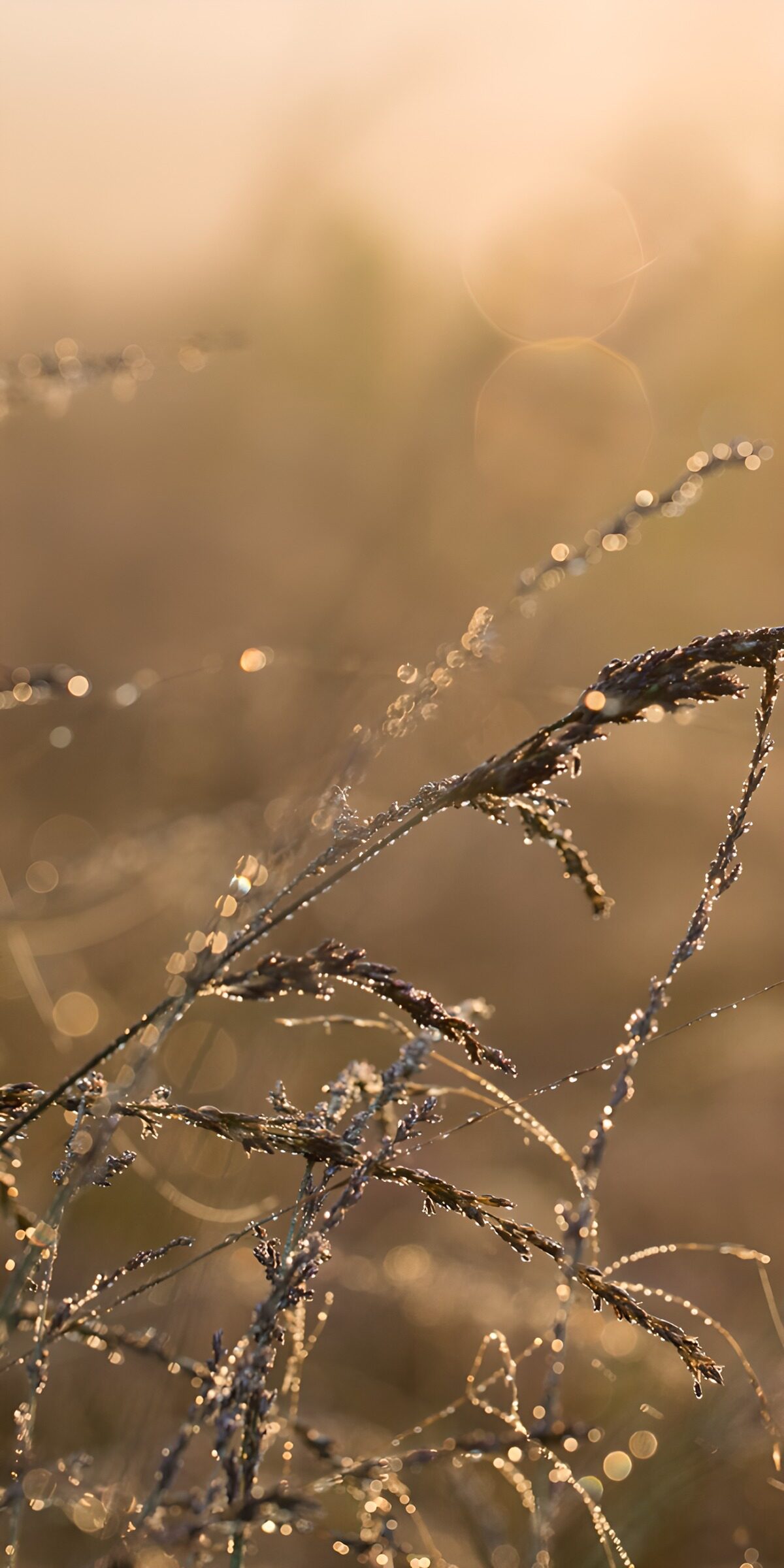 Dew-covered grasses in golden light