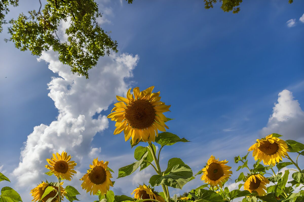 Tall sunflower beneath bright white clouds