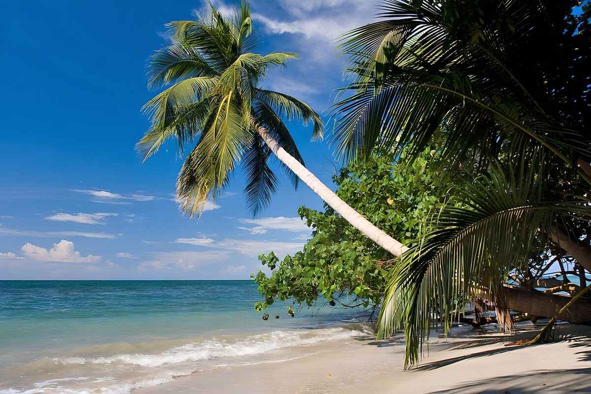 Leaning palm on a sunlit beach