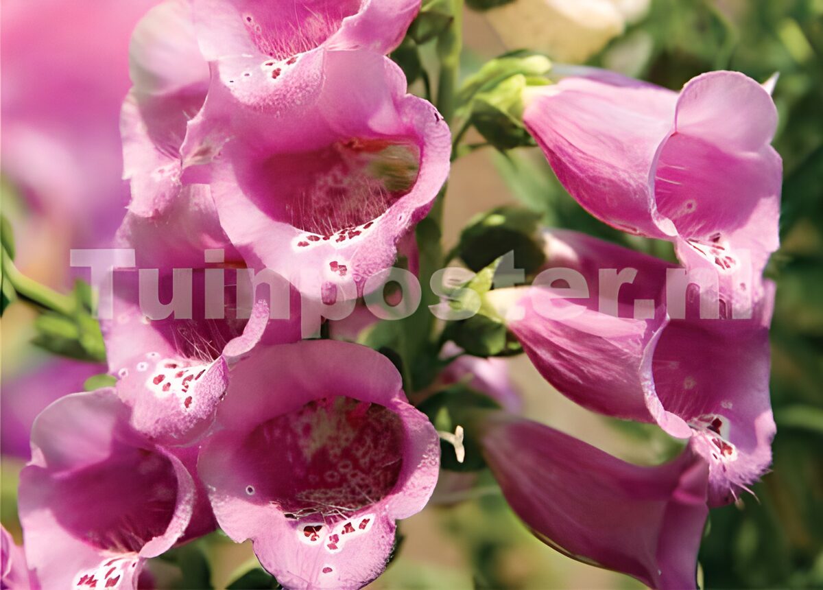 Pink foxgloves in the sunshine