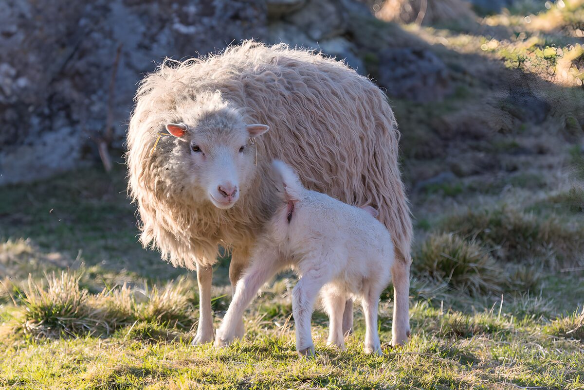 Ewe and lamb in warm sunlight