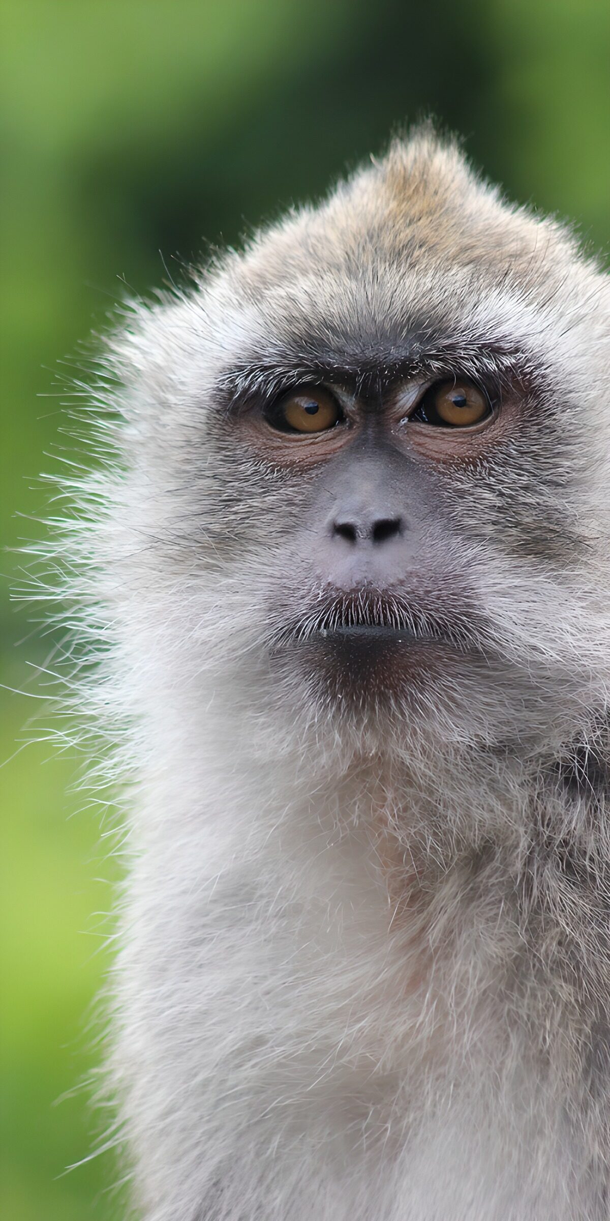 Grey monkey with a steady gaze