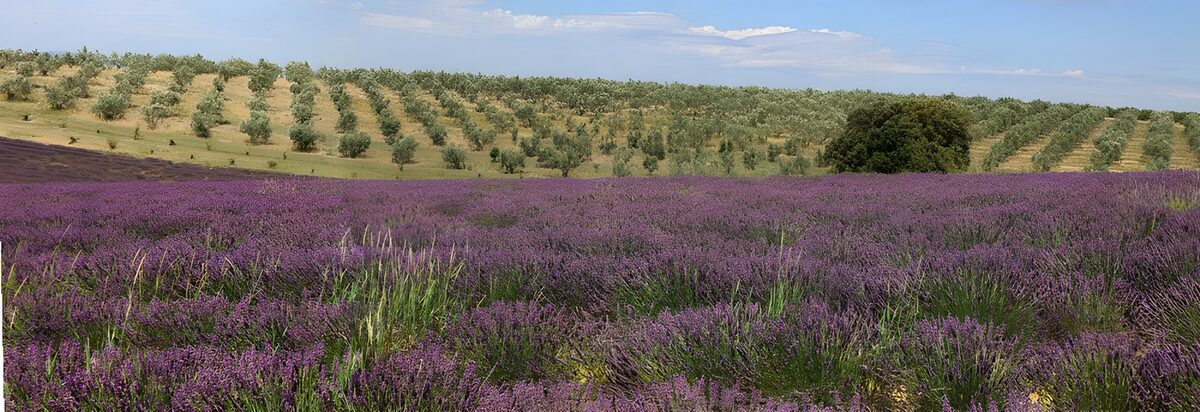 Lavender field beneath a sunlit hillside