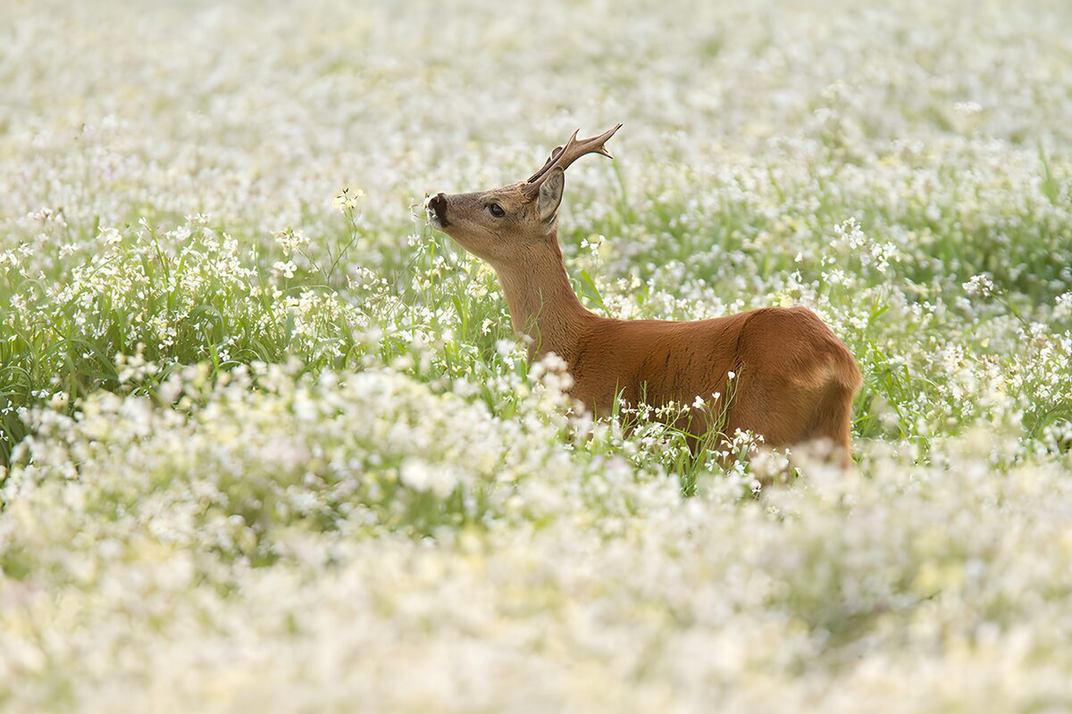 Roe deer buck among white flowers