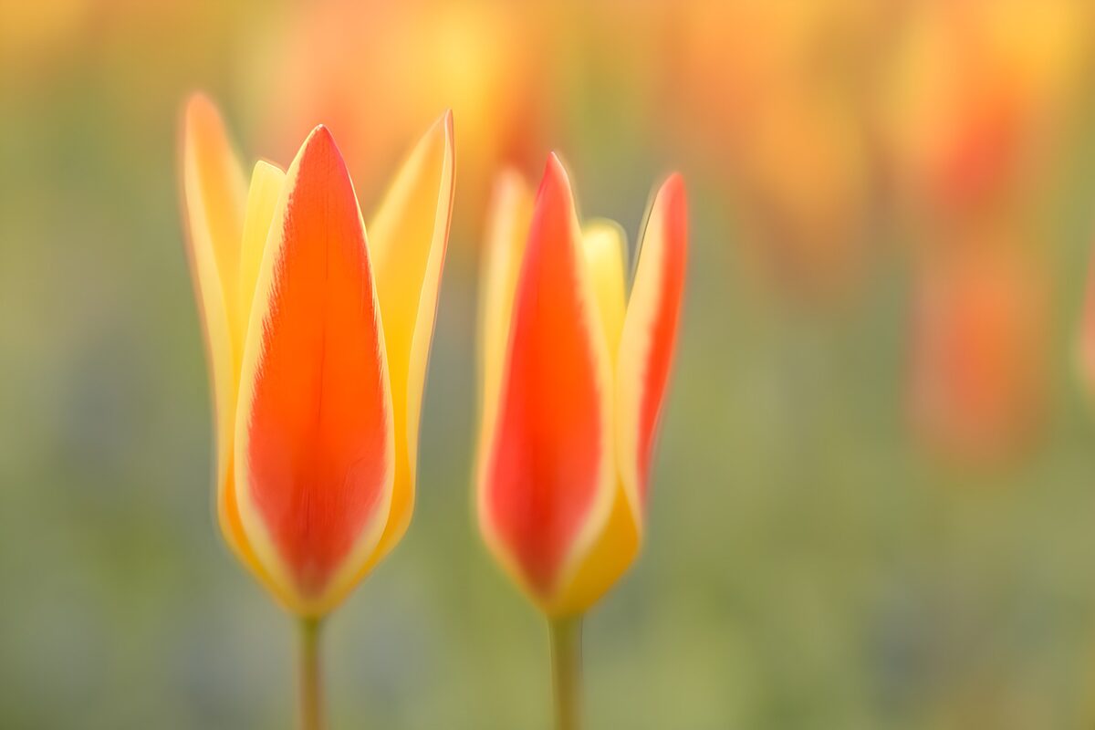 Orange and yellow tulips in warm light