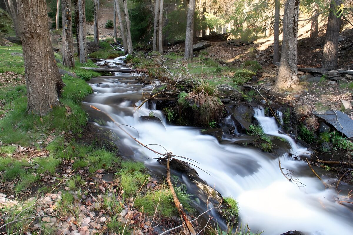 A white ribbon of water through the woods