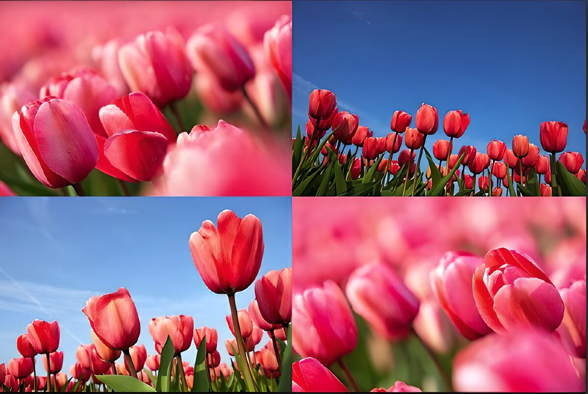 Pink and red tulips in four sunny views