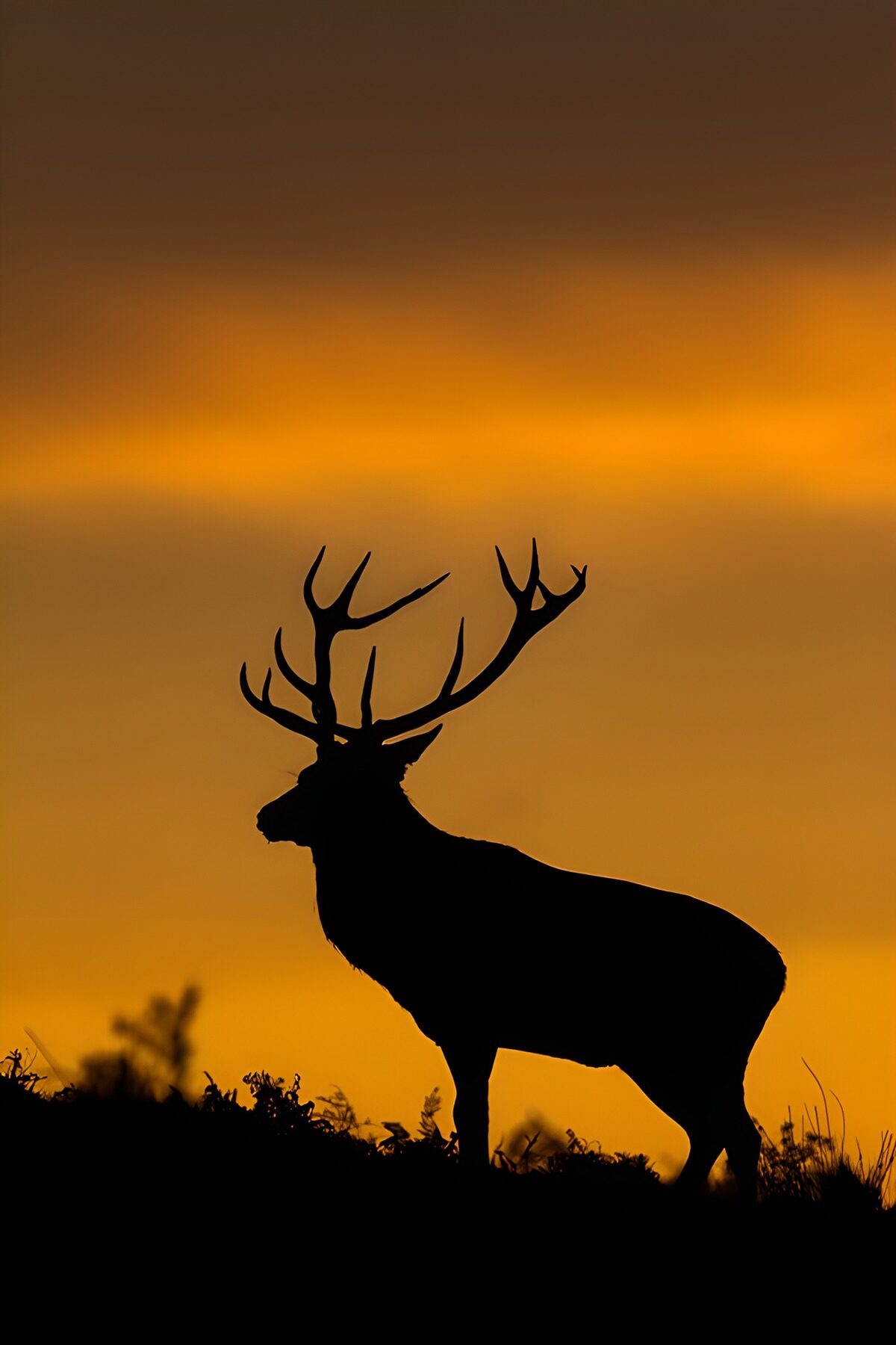 Stag silhouette against an orange sunset