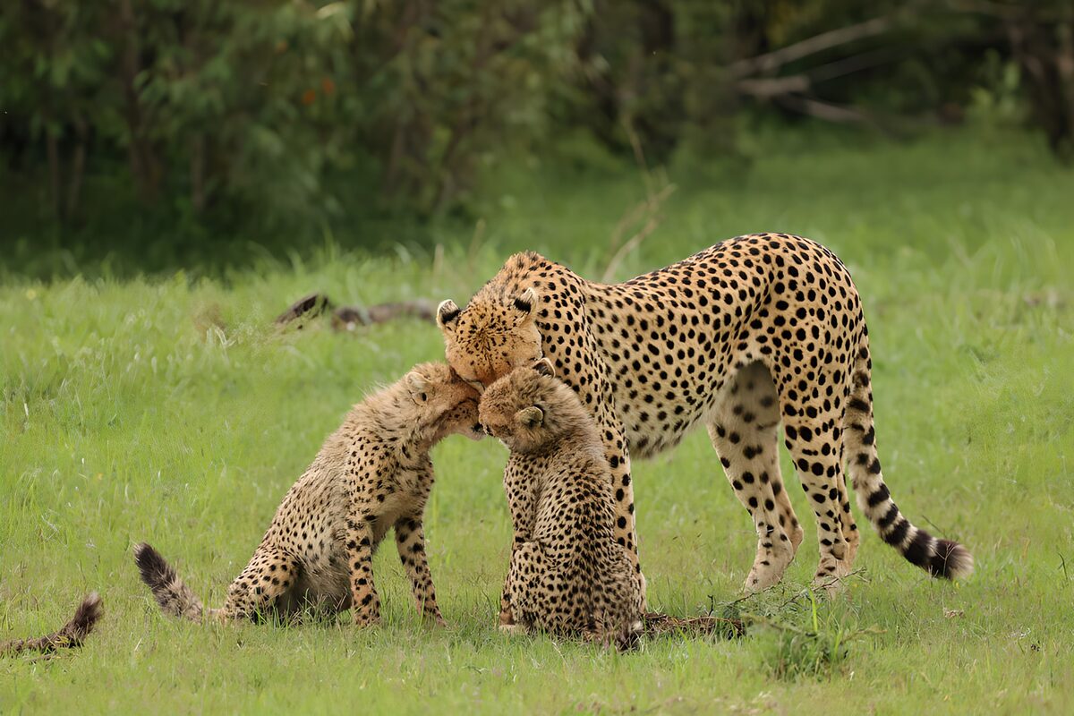 Cheetah and two cubs, nose to nose