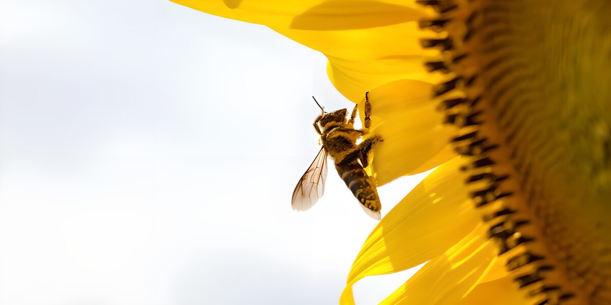 Bee on a sunlit sunflower