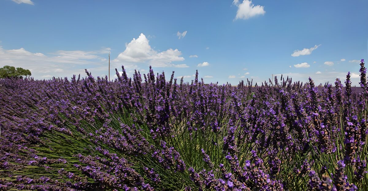 Sunlit lavender field beneath blue skies