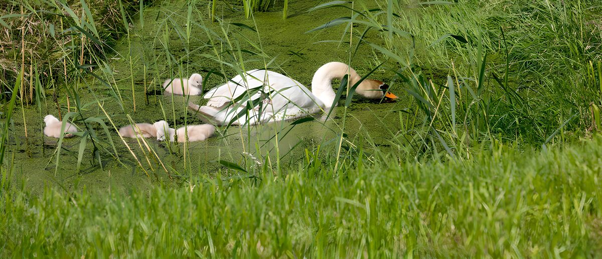 Swan and cygnets among the quiet reeds