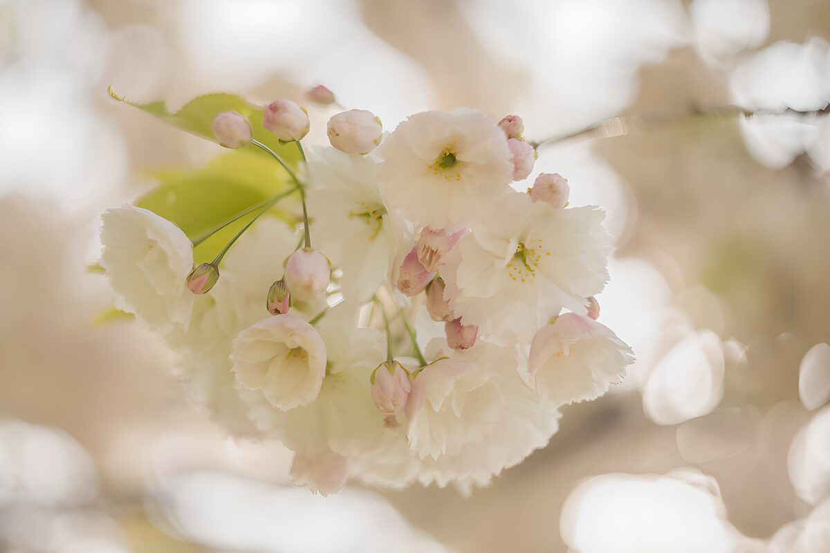 White blossom in soft spring light