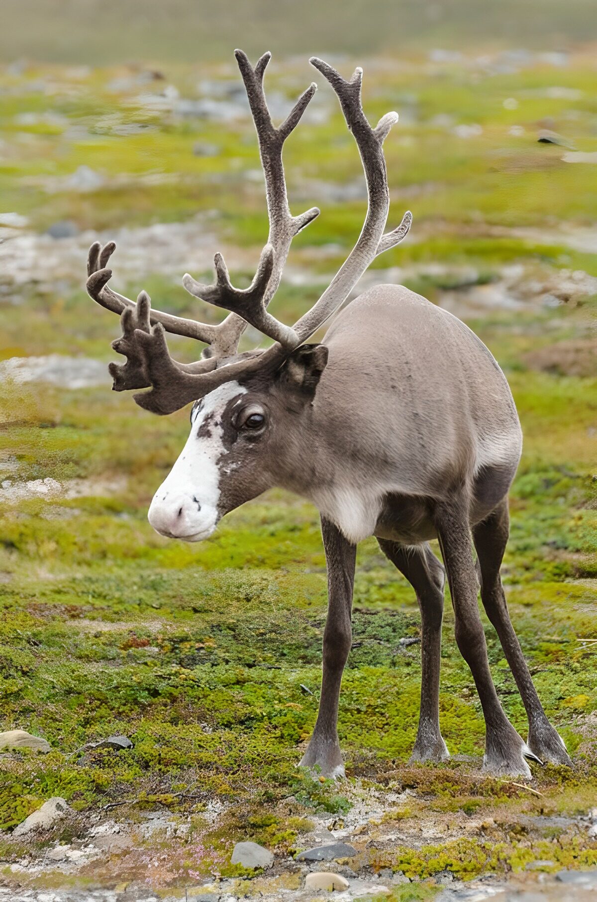 Reindeer standing quietly on moss