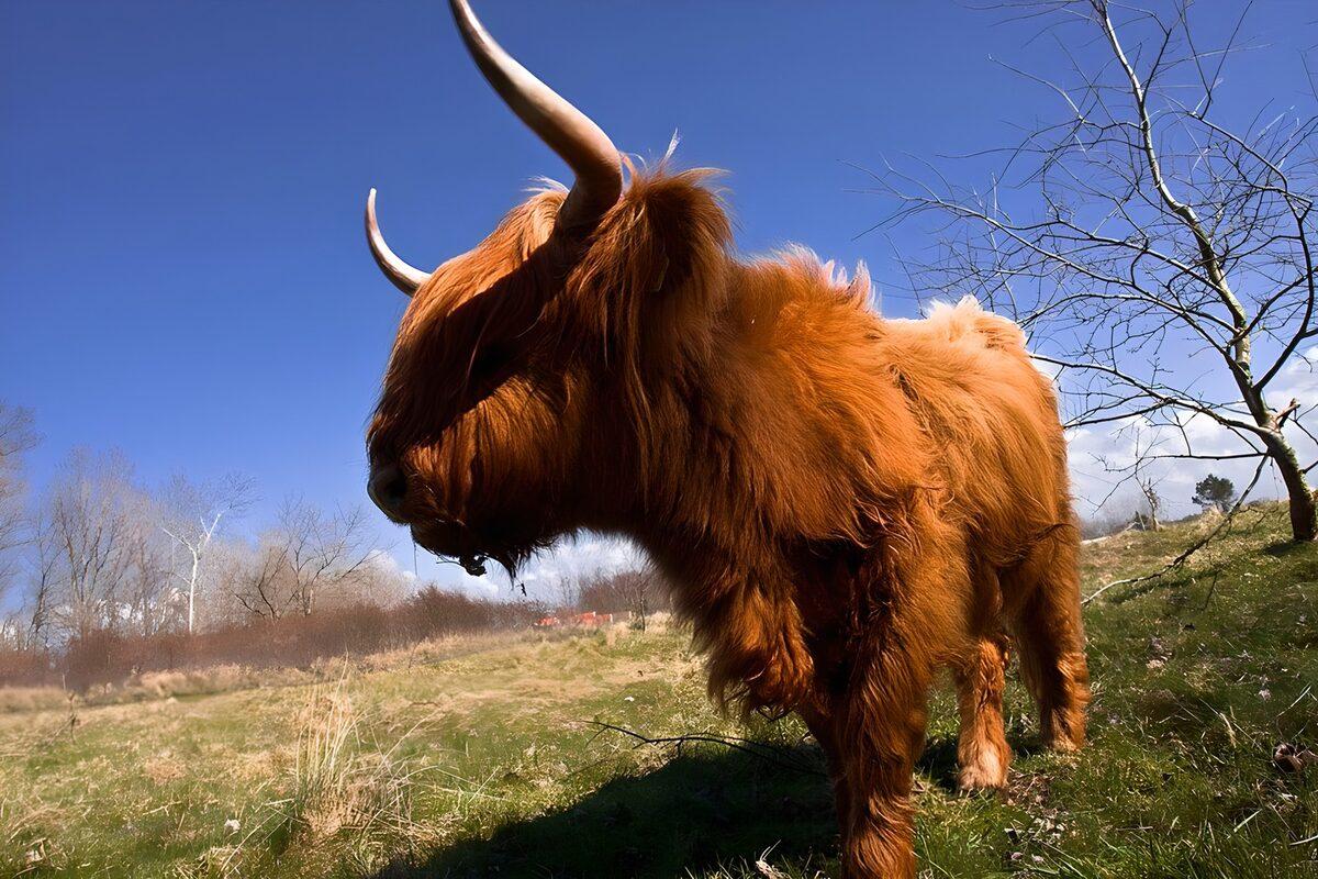 Highland cow up close in the sunshine